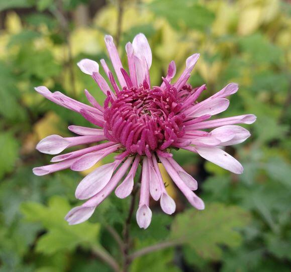 Chrysanthemum 'Emperor of China' Thyboesminde Stauder